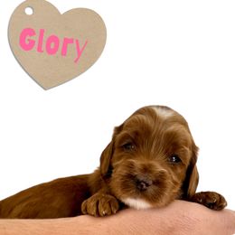 Glory - Red female Australian Labradoodle puppy in Upland, California from Kings Labradoodles