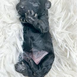 Opal - Black female Poodle puppy in from Pink Poodles and Doodles