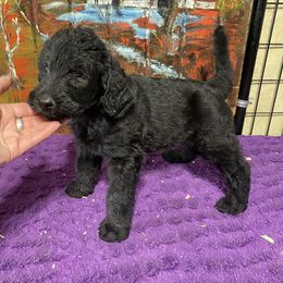 Elvis - Black male Labradoodle puppy in Craig, Nebraska from Top Knot Companions Poodles and Labradoodles