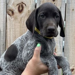 German Shorthaired Pointers from Powells Pointers