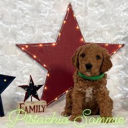 Goldendoodle Puppies from Jeremy Dafoe