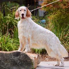 English Setters from Pinewalker English Setters