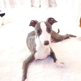 Pilar - Italian Greyhound