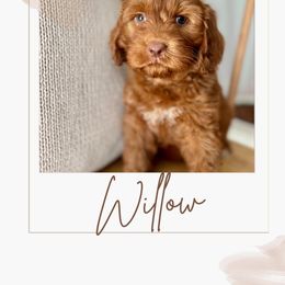 Australian Labradoodle and Labradoodle Puppies from Doodles_Ko