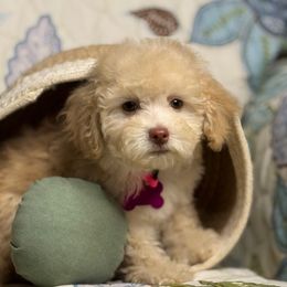 Girl1 062725 SC - Cream female Maltipoo puppy in Bakersfield, California from Silvia's Maltipoos