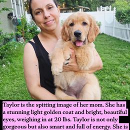 Golden Retriever Puppies from City Goldens