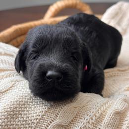 Black Female - Pink Collar - Black female Giant Schnauzer puppy in St George, Utah from Schnauzer Ranch