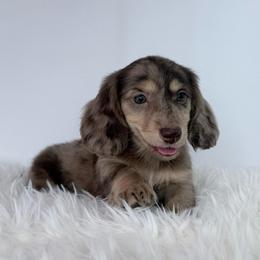 Tavian - Dapple male Dachshund puppy in Sonora, California from HEFFERNAN HOUNDS