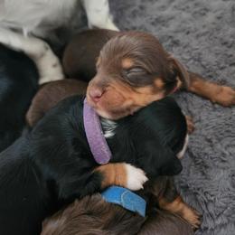 Boy 2 - Chocolate and tan male Dachshund puppy in Amarillo, Texas from Panhandle Dashing Doxies