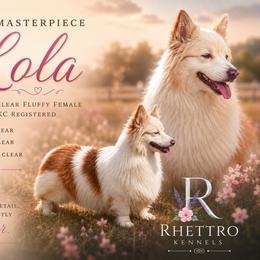 Lola - Pembroke Welsh Corgi