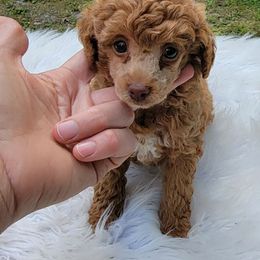 Abby - Red  female Poodle puppy in Montrose, Pennsylvania from Tales Of Joy