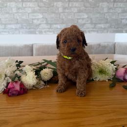 Tulip - Apricot female Goldendoodle puppy in Payson, Utah from Country Sky Doodles