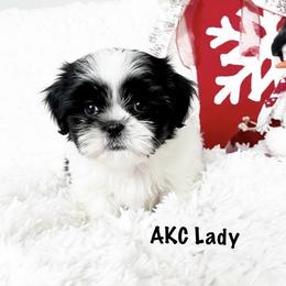 AKC Lady - Black and white female Shih Tzu puppy in Greenville, South Carolina from Babyface Shih Tzu