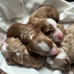 Girl 2 - Red  female Goldendoodle puppy in Placerville, California from New Dawn Poodles and Doodles