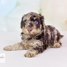 Aussiedoodle Puppies from Dreamcatcher Dogs