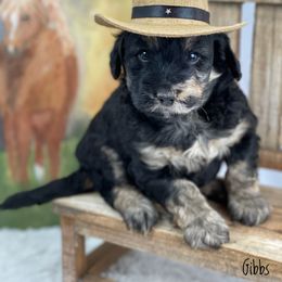 Aussiedoodle and Australian Shepherd Puppies from Dunroamin Farms Australian Shepherds and Aussiedoodles