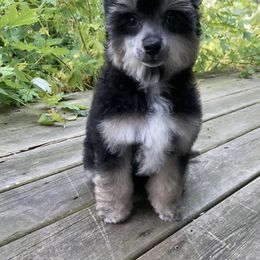 Chinese Crested Puppies from The Cranberry Dog