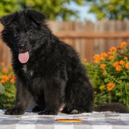 Orange collar - Black male German Shepherd puppy in Plumas Lake, California from Zwinger Vom Greifjäger