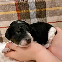 Pippin - Black and white female Aussiedoodle puppy in Orange Cove, California from Sand Creek Ranch Aussiedoodles