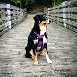 Bonnie - Australian Shepherd