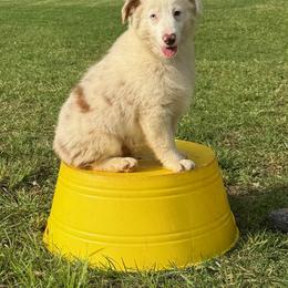 ALBERT Red Merle Male - Red merle male Miniature American Shepherd puppy in Elmore City, Oklahoma from Rikashay Kennels