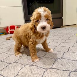 Poptart - Red female Cavapoo puppy in Beresford, South Dakota from DAKOTA DOOD RANCH