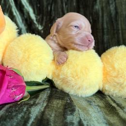 Vito - Cream male Dachshund puppy in Bergen, New York from T. Rex Doxies & Friends