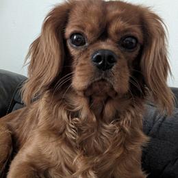 Marley - Cavalier King Charles Spaniel