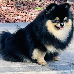 Honey - Pomeranian