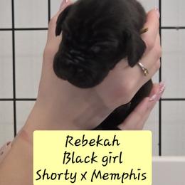 Rebekah - Black female Great Dane puppy in Longview, Texas from Lazy A Danes