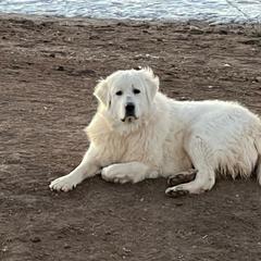 Girl dk green collar - Colorado Mountain Dog puppy in Elizabeth, Colorado from Blessings Acres Farm