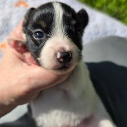 COMET - White black and tan male Papillon puppy in Hollister, Missouri from Swan Creek Kennel