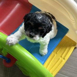 Cockapoo puppies from Timber Hills Poodles and Doodles