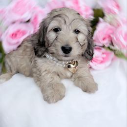Bell ready today - Cream female Dachshund puppy in Richmond, Virginia from Irresistible Dachshunds & Cavaliers