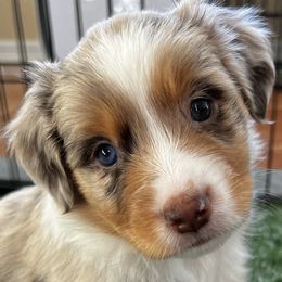 Stevie - Red merle Miniature American Shepherd puppy in Litchfield Park, Arizona from New Dawn Aussies