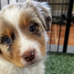 Stevie - Red merle Miniature American Shepherd puppy in Litchfield Park, Arizona from New Dawn Aussies