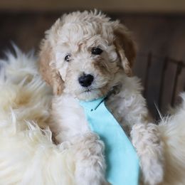 Goldendoodle Puppies from Sac River GoldenDoodles LLC