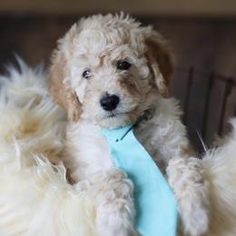 Goldendoodle Puppies from Sac River GoldenDoodles LLC