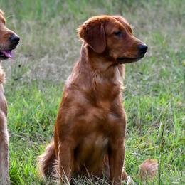 Golden Retrievers from Ivy League Golden Retrievers