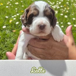 Latte - Brown and white female Aussiedoodle puppy in Lebanon, Oregon from Abbott Family Farm