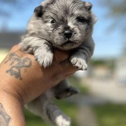 French Bulldog and Pomeranian Puppies from Precious Paws by Jai