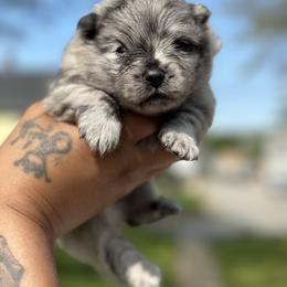 French Bulldog and Pomeranian Puppies from Precious Paws by Jai