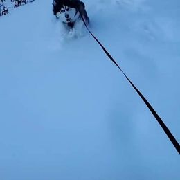 Siberian Husky Puppies from Xk siberians