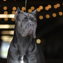 Envy - Cane Corso