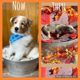 Collie and Yorkshire Terrier Puppies from Jolly Collies & Kingdom Elite Yorkshire Terriers