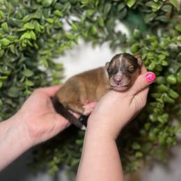 Vecna - Sable male Collie puppy in Chilhowie, Virginia from Jolly Collies & Kingdom Elite Yorkshire Terriers