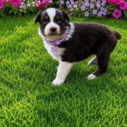 White Claw - Red tri-color female Australian Shepherd puppy in Howardsville, Virginia from Spectacular Aussies and Cavaliers