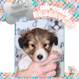 Girl 3 - Dahlia - Sable and white female Shetland Sheepdog puppy in Elberton, Georgia from Ioney's Southern Paws Shelties, Frenchies, and Yorkies