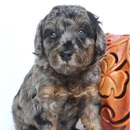 Ambrosia - Merle female Goldendoodle puppy in Holly Springs, Georgia from Libby Lou’s Goldendoodles