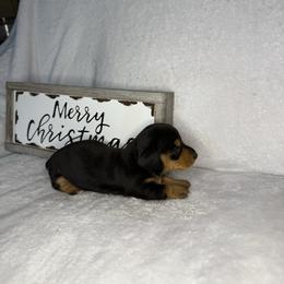 Boy 2 - Black and tan male Dachshund puppy in Stilwell, Oklahoma from Johnson Dachshund’s